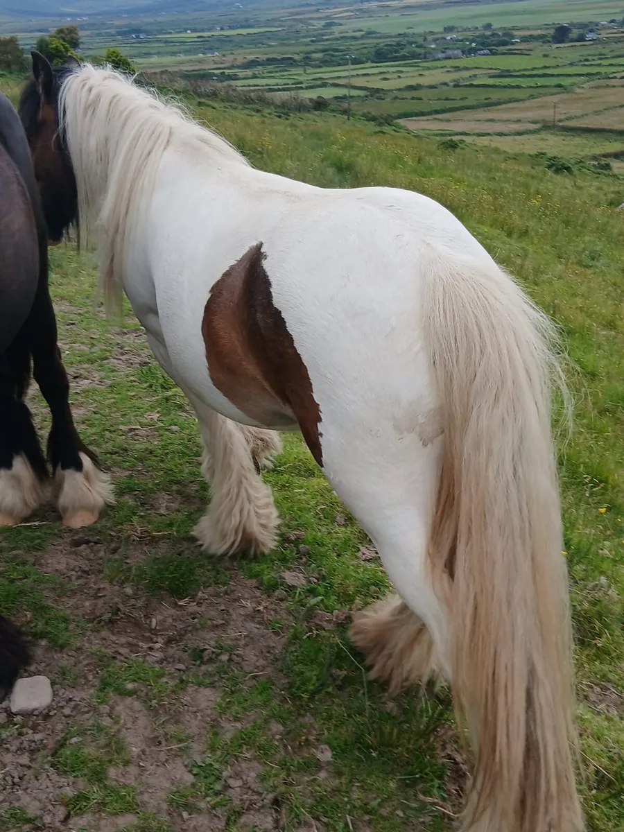 Small heavy 2yo filly....10hh....a real tank - Image 3
