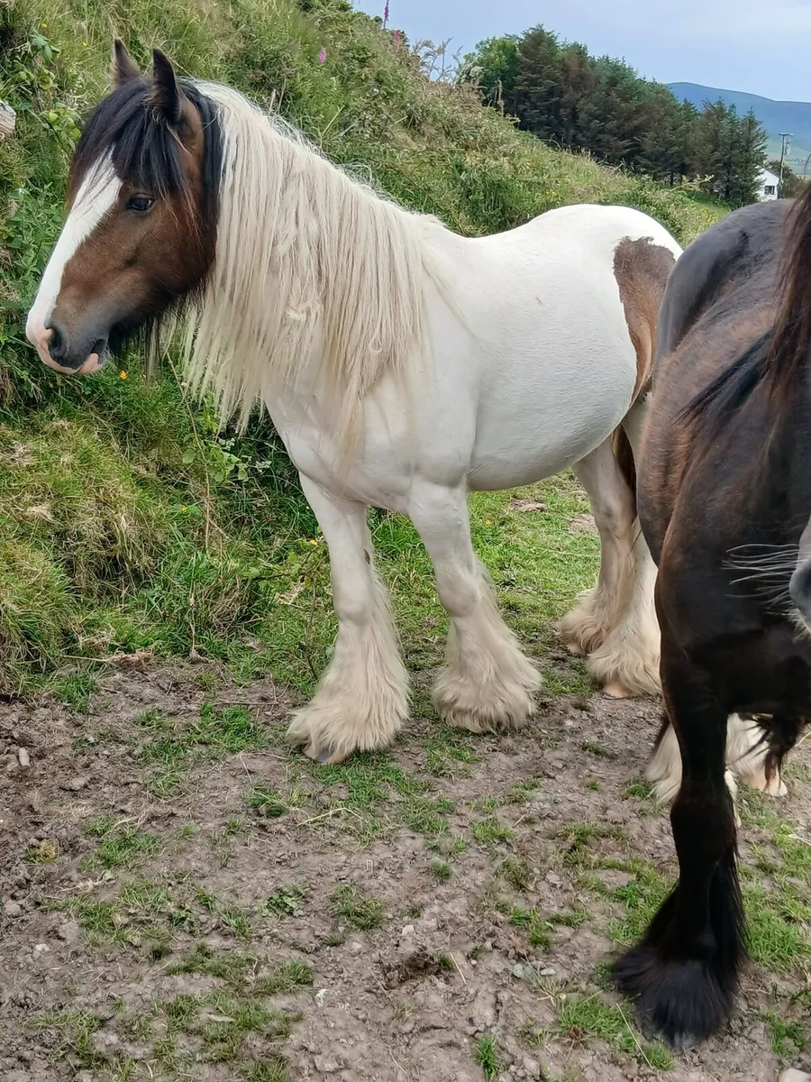 Small heavy 2yo filly....10hh....a real tank - Image 4