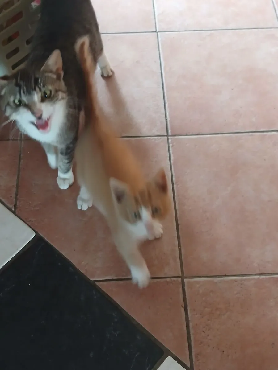 Kittens - Image 4