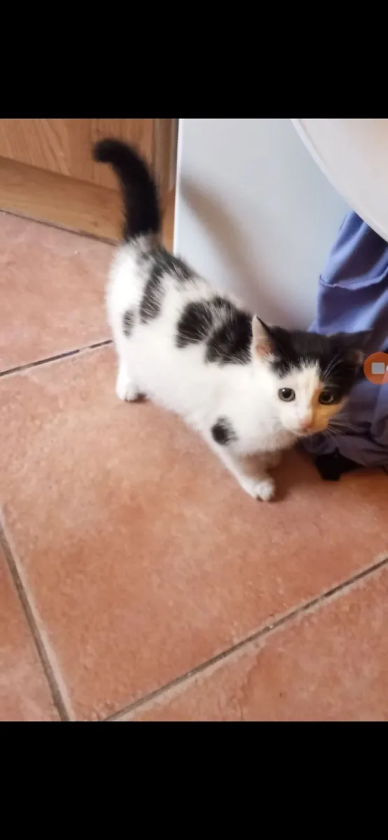 Kittens - Image 2