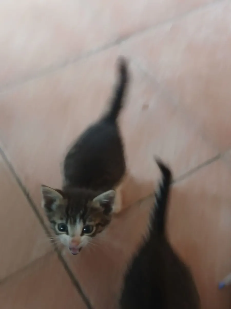 Kittens - Image 3