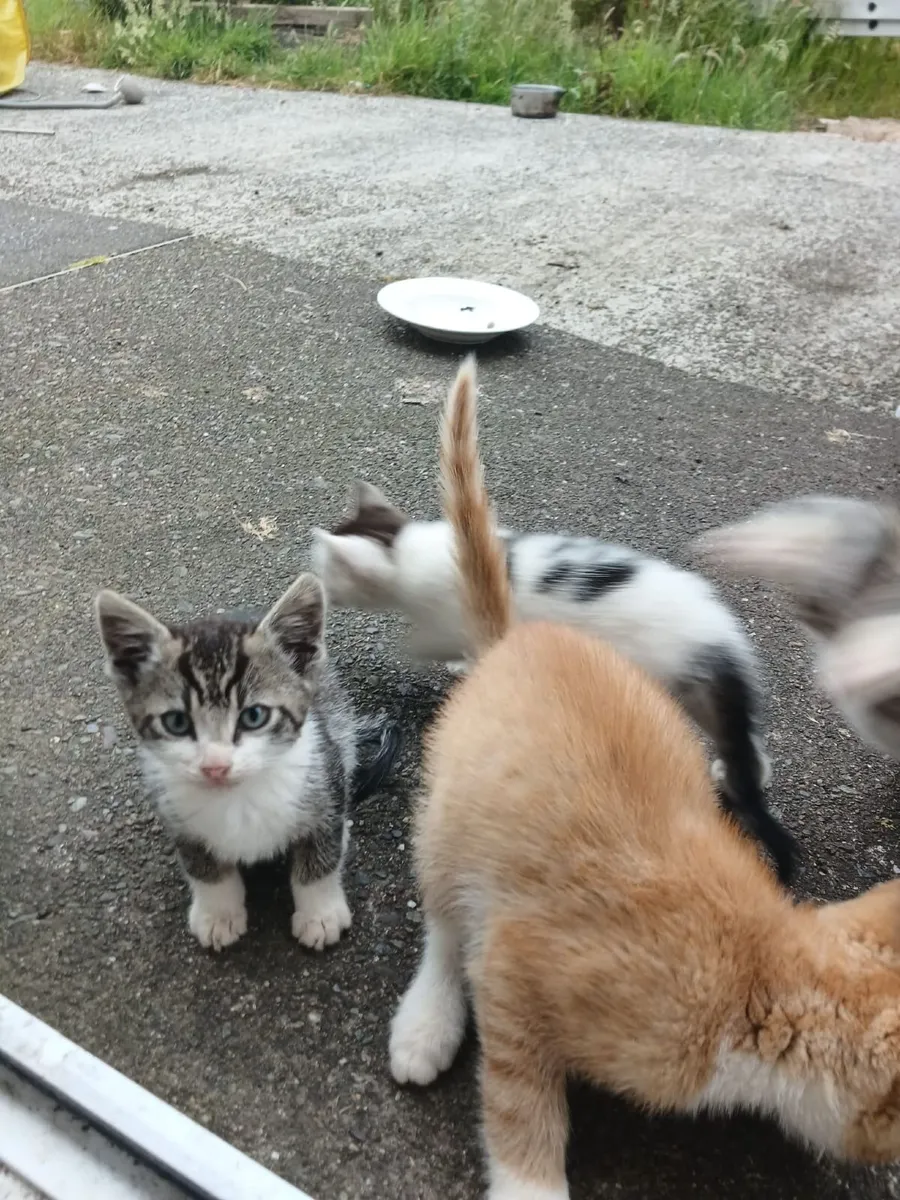 Kittens - Image 1