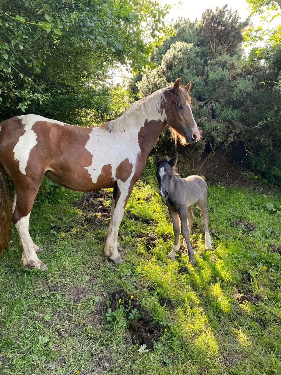 Coloured mare - Image 1