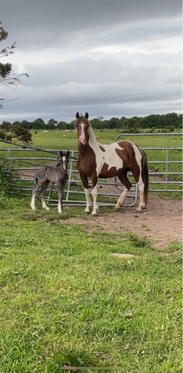 Coloured mare - Image 2