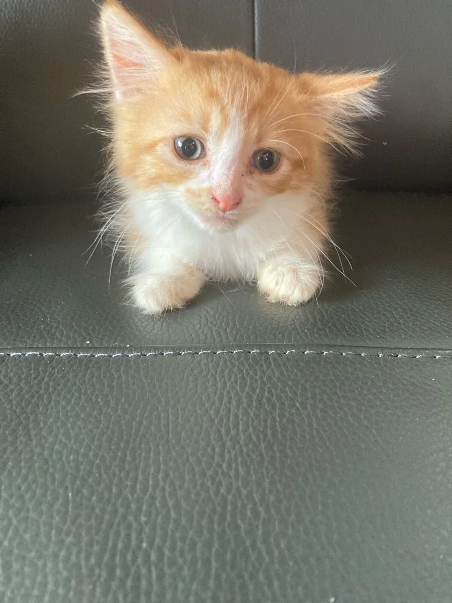 Kitten for sale - Image 1