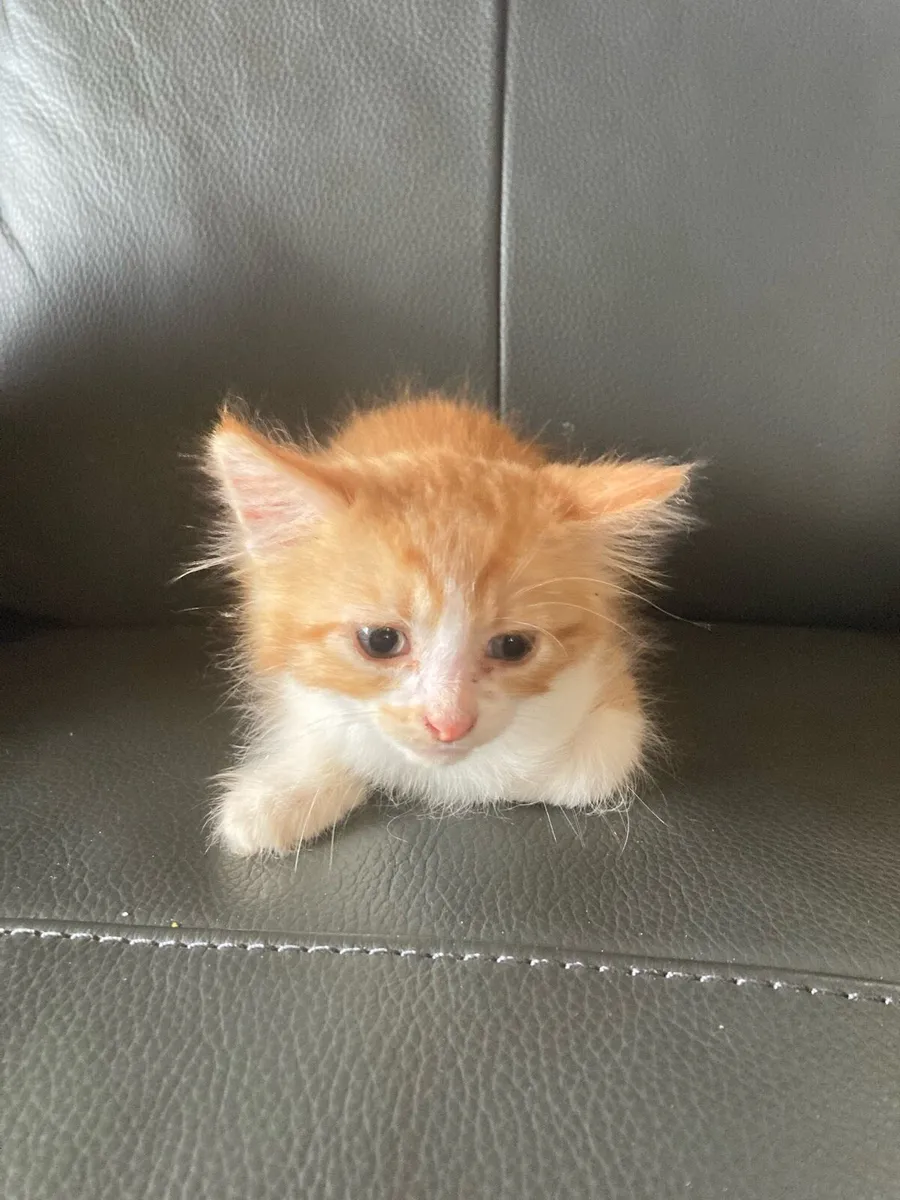 Kitten for sale - Image 2