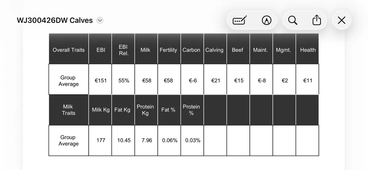 Heifer calves
