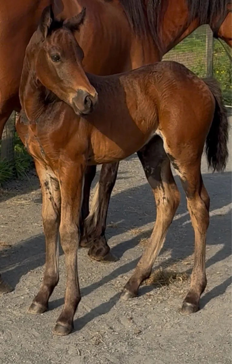 Connemara mare and foal - Image 4