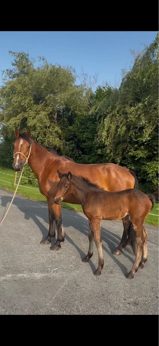 Connemara mare and foal - Image 1