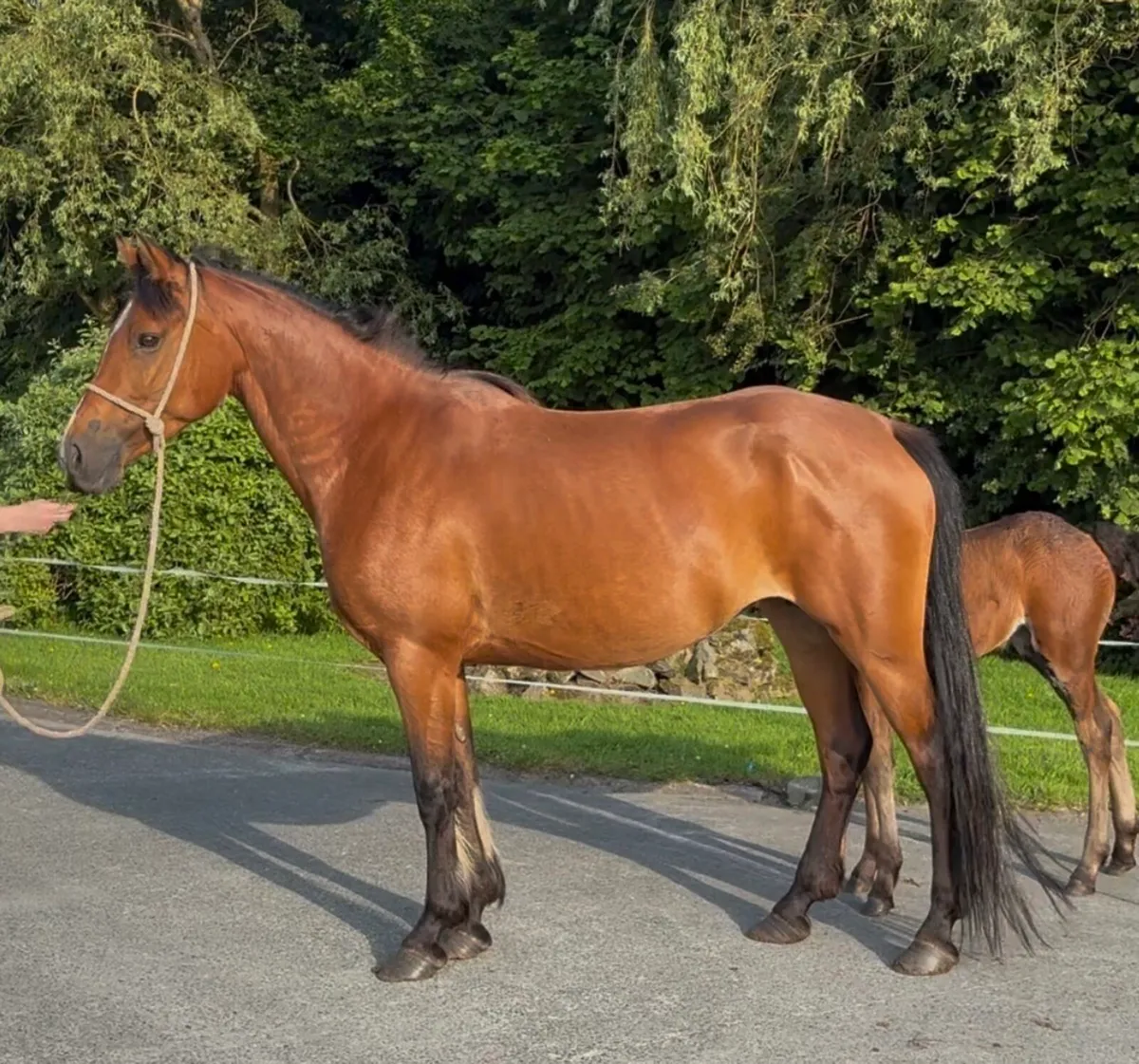 Connemara mare and foal - Image 2