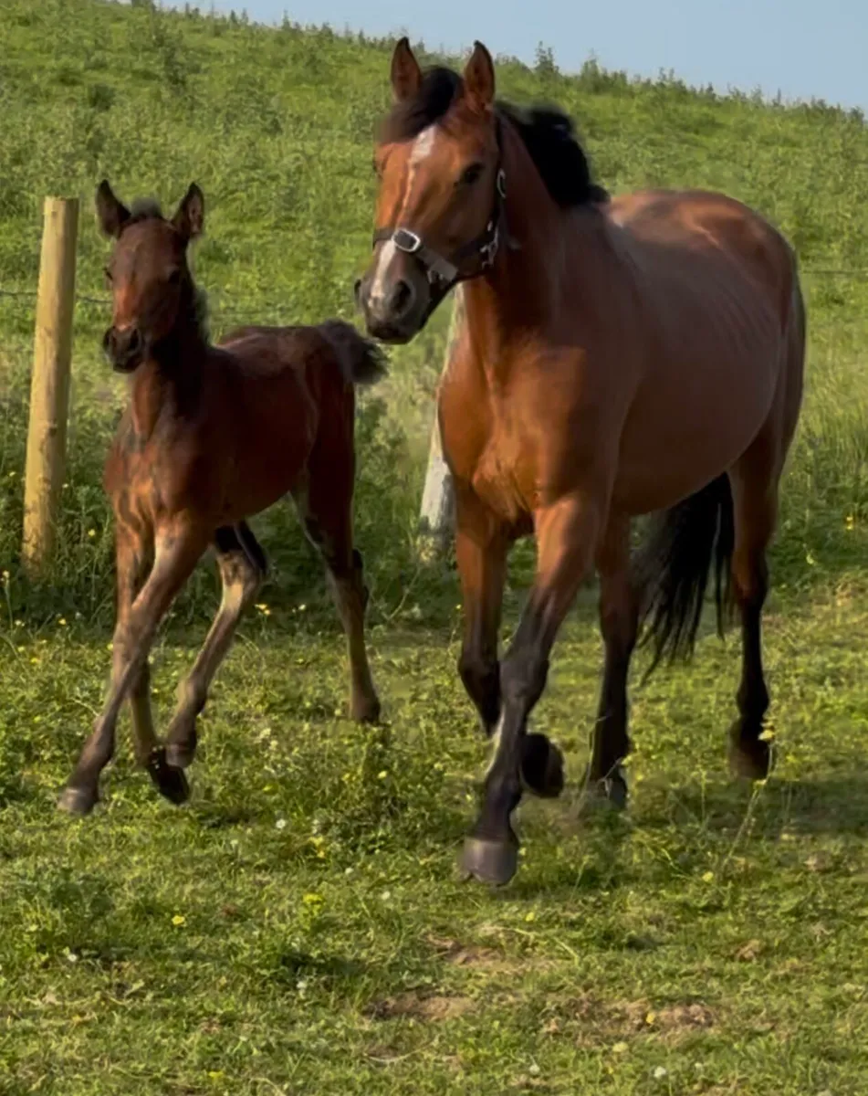 Connemara mare and foal - Image 3