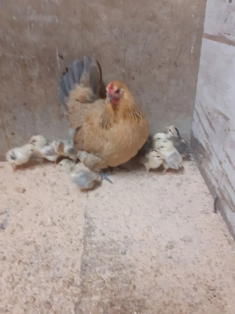 Bantam - Image 1