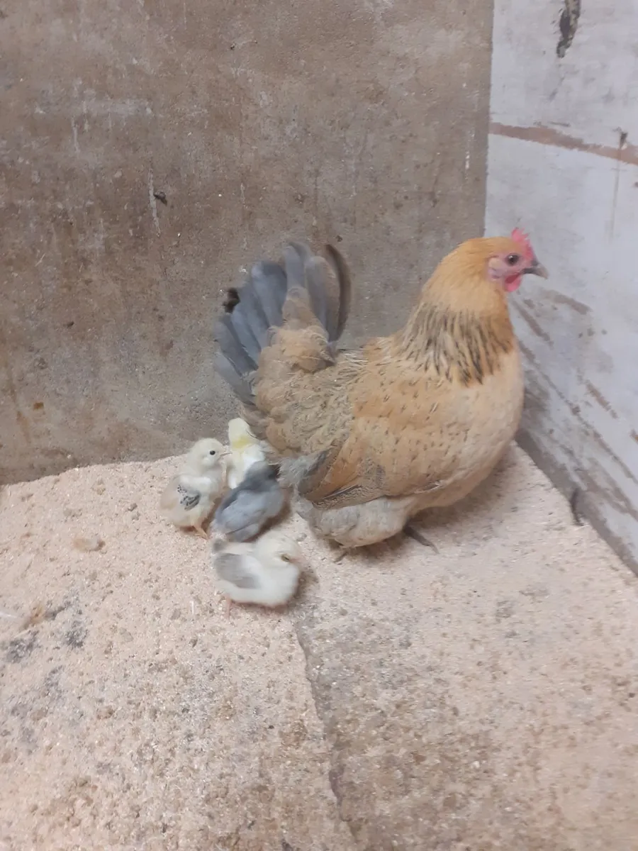 Bantam - Image 3