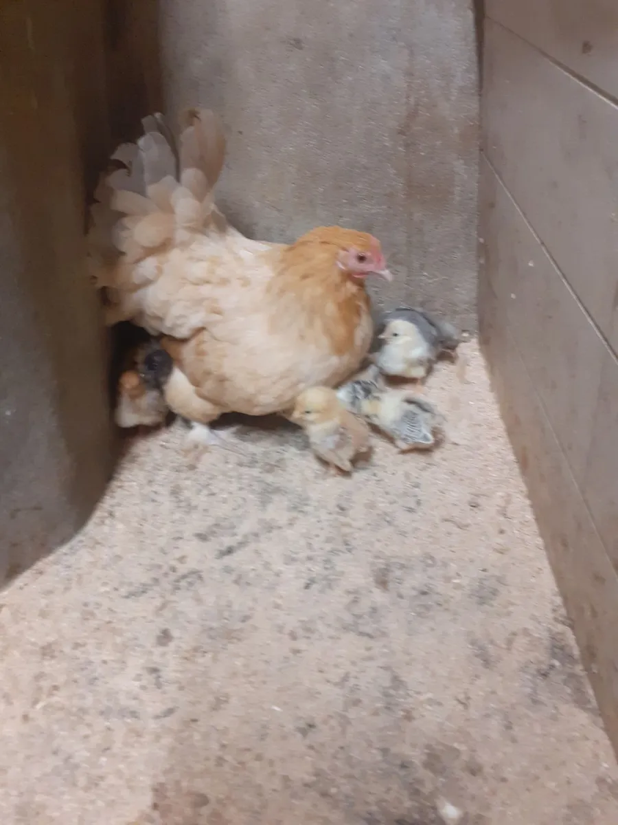 Bantam - Image 2