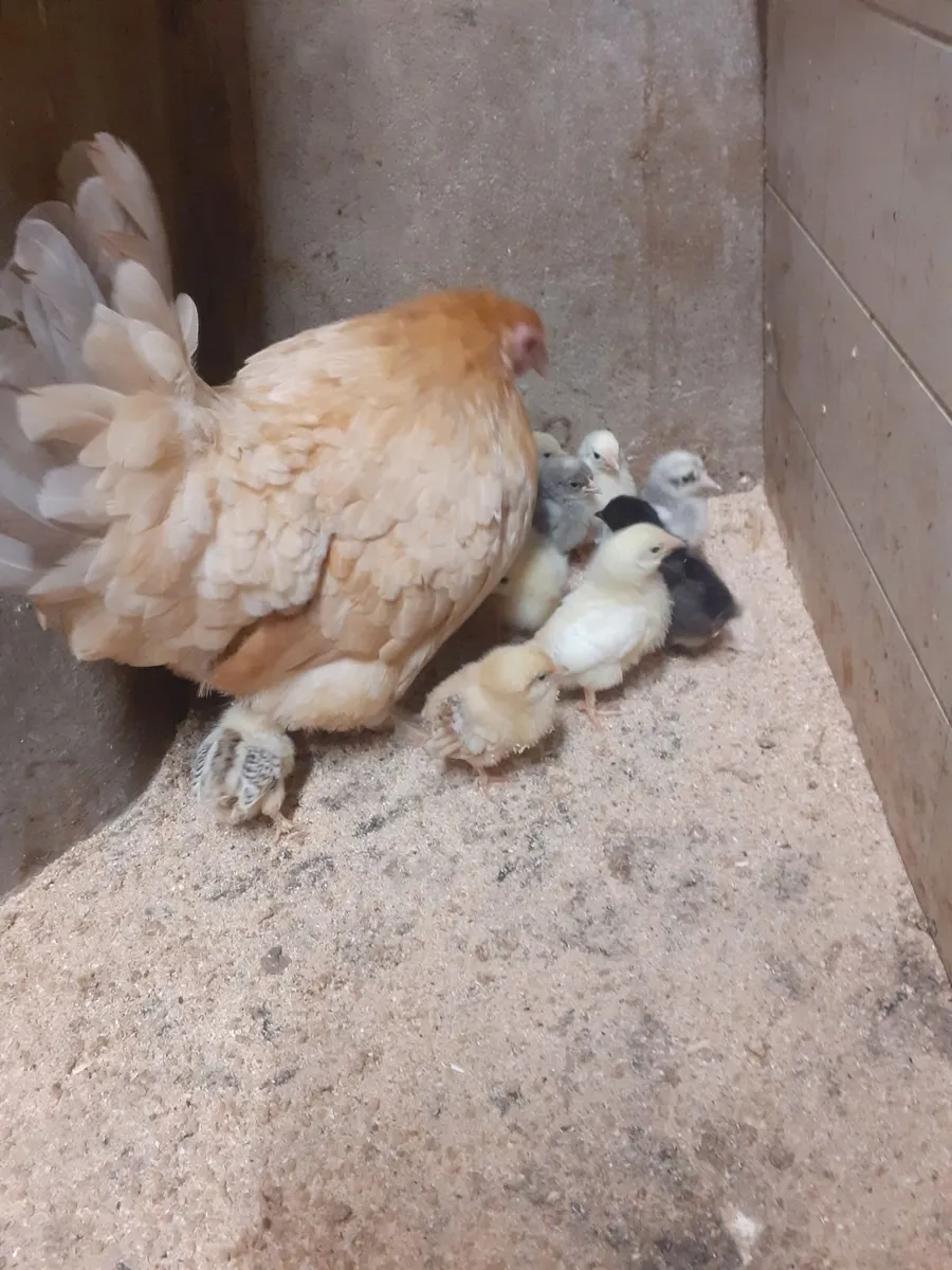Bantam - Image 4