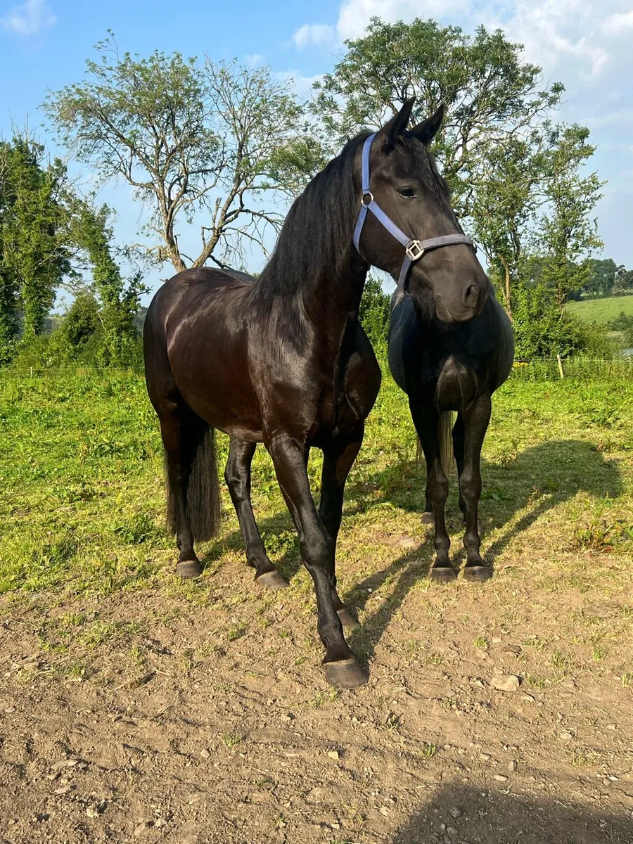 4 Year Old & 3 Year Old Mare and Gelding - Image 2