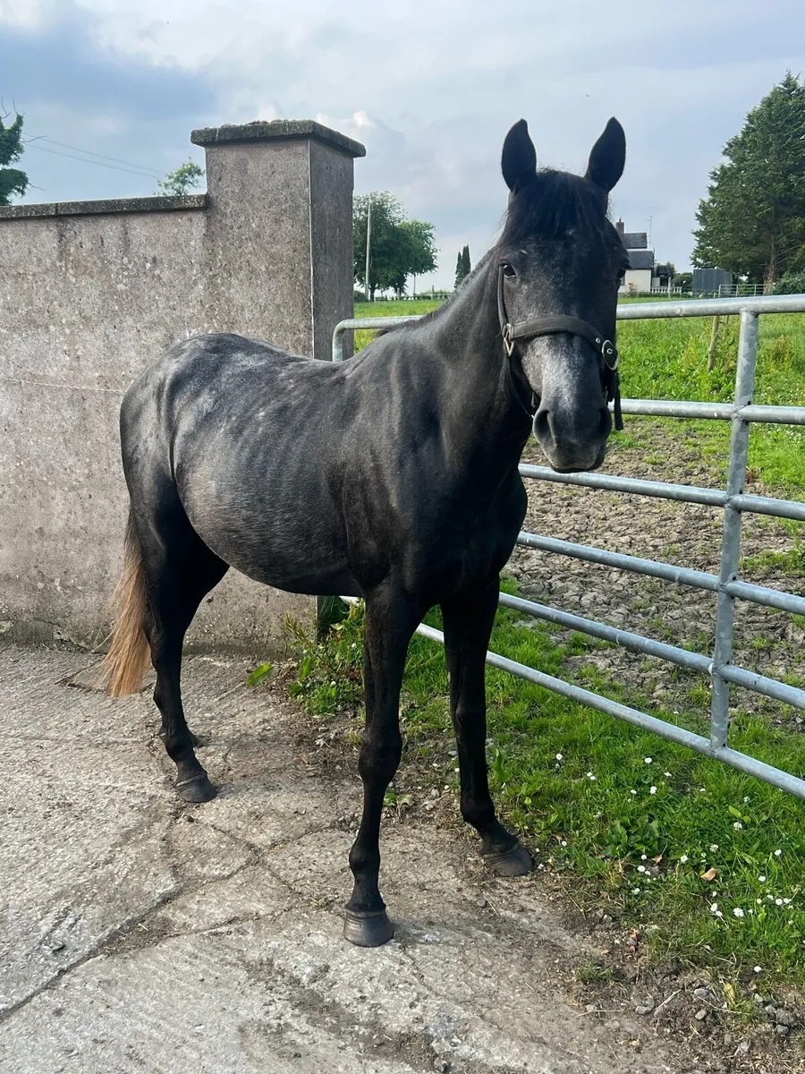 4 Year Old & 3 Year Old Mare and Gelding - Image 3