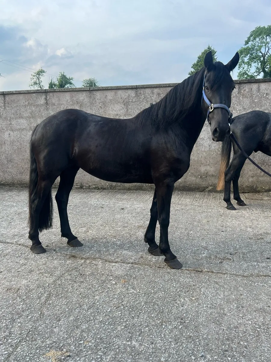 4 Year Old & 3 Year Old Mare and Gelding - Image 4