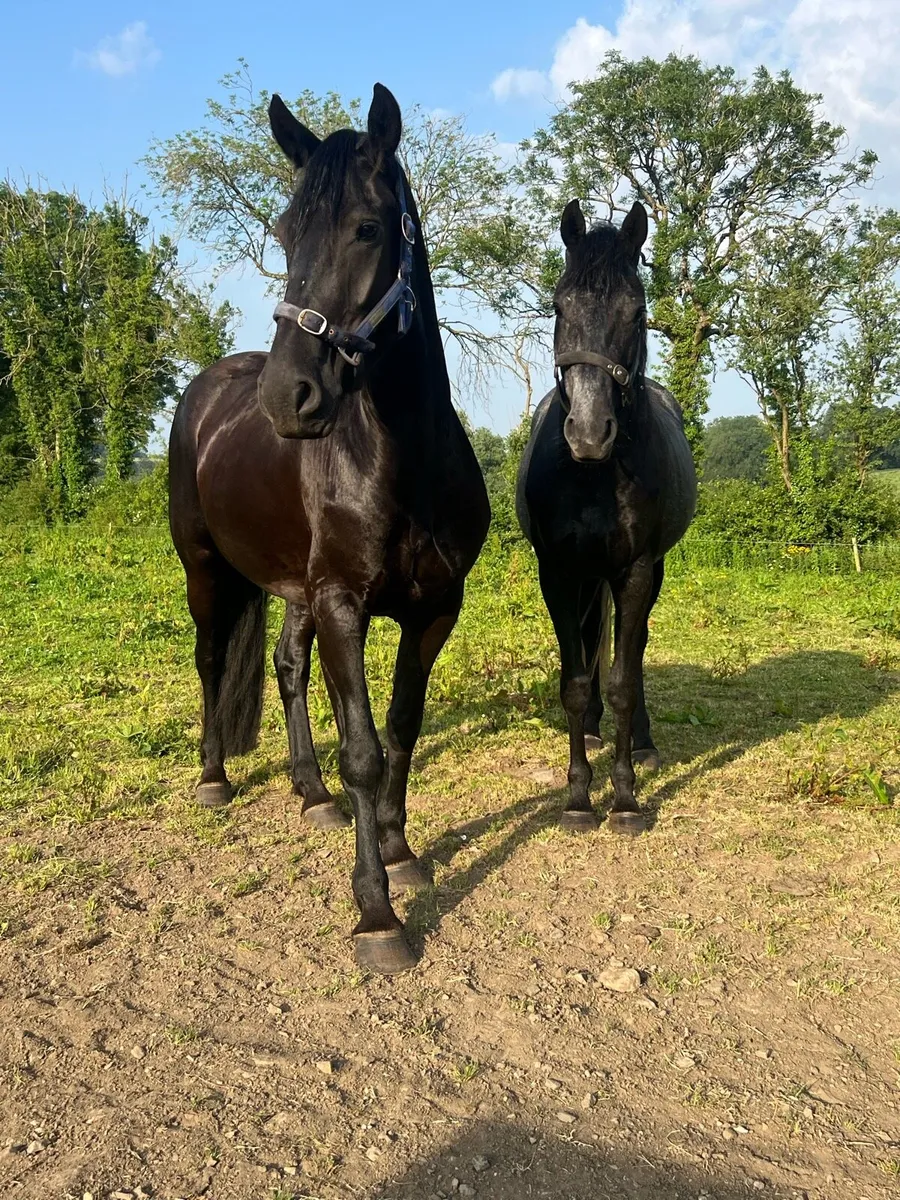 4 Year Old & 3 Year Old Mare and Gelding - Image 1