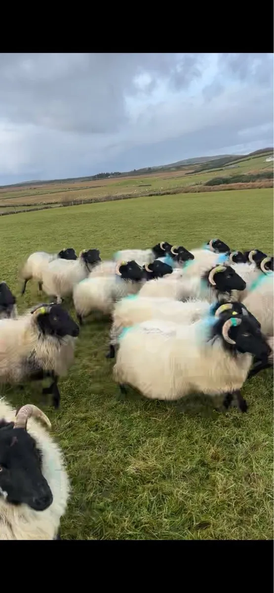 Sheep - Image 4