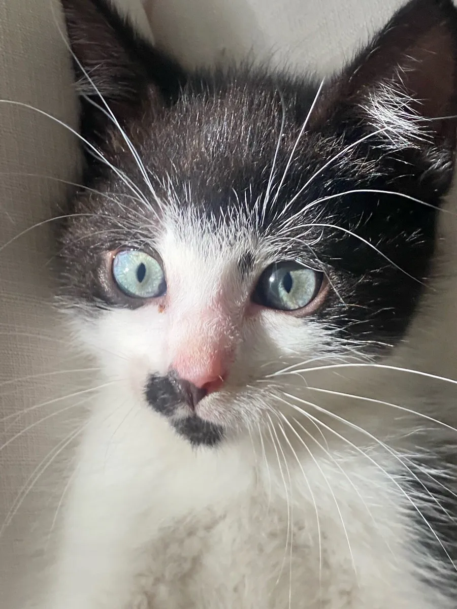 Baby Hitla The Tiny Mustache Kitten - Image 1