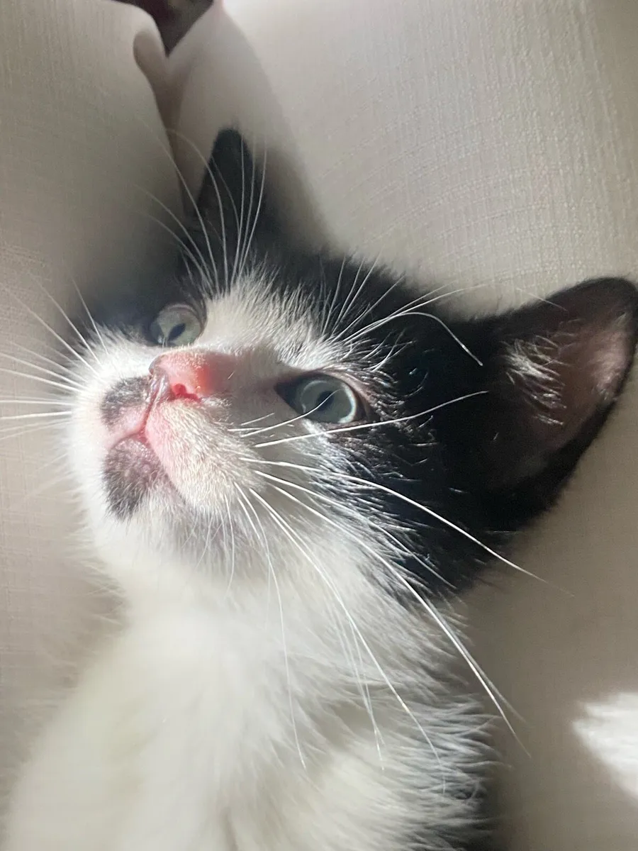 Baby Hitla The Tiny Mustache Kitten - Image 2