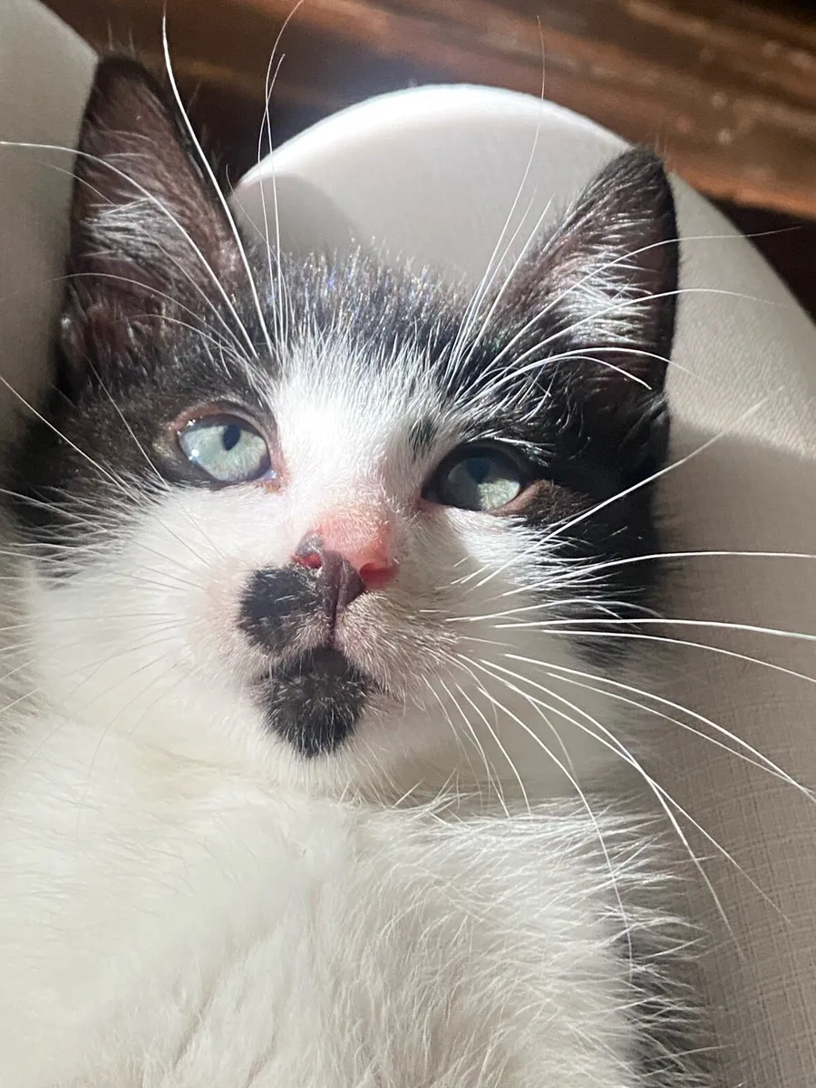 Baby Hitla The Tiny Mustache Kitten - Image 3