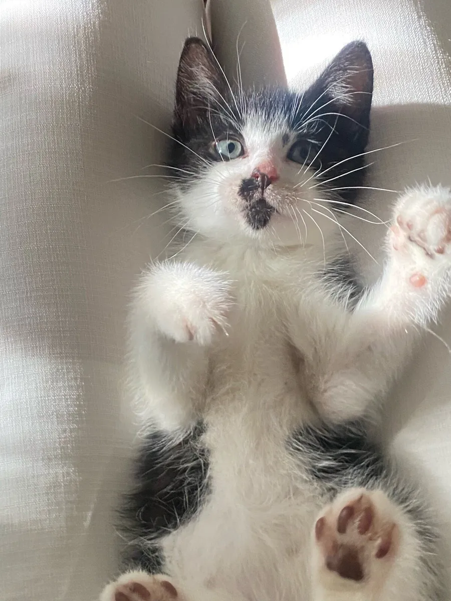 Baby Hitla The Tiny Mustache Kitten - Image 4