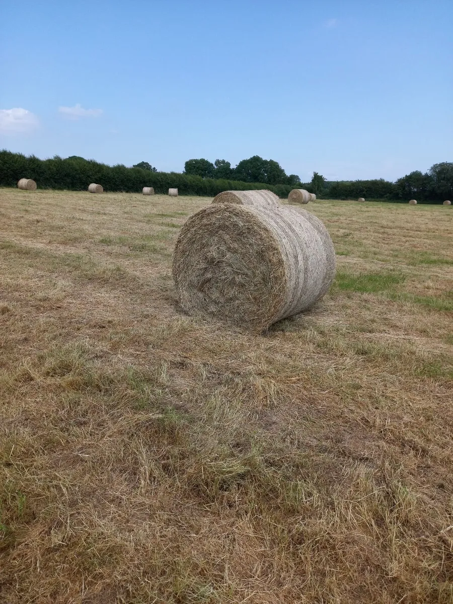 Hay