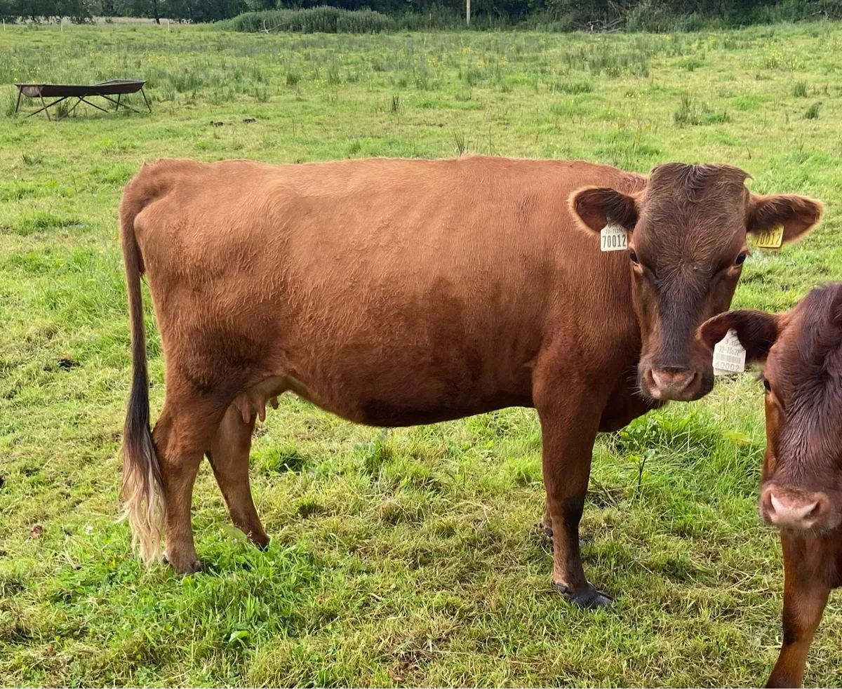 Dexter cow