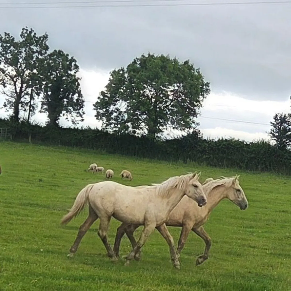 Palomino Irish Draught going to Drumshanbo mart - Image 1