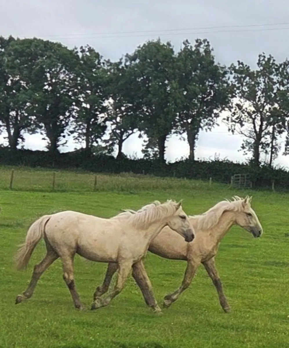 Palomino Irish Draught going to Drumshanbo mart - Image 2