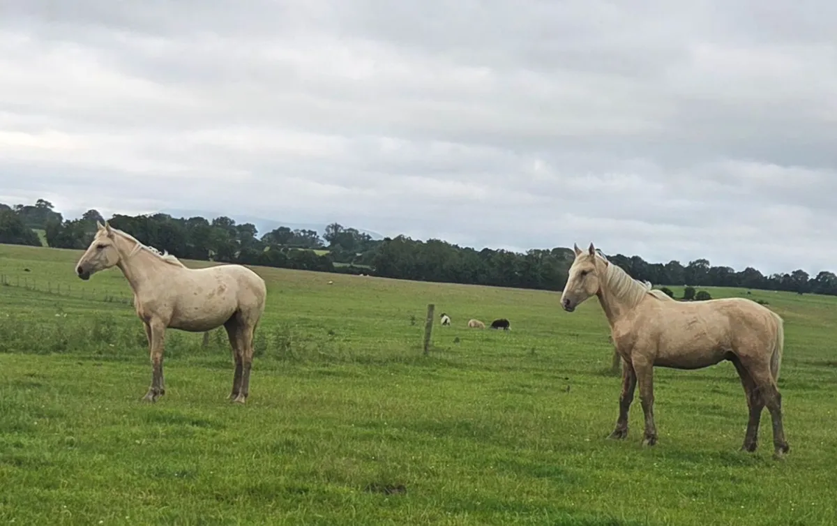 Palomino Irish Draught going to Drumshanbo mart - Image 3