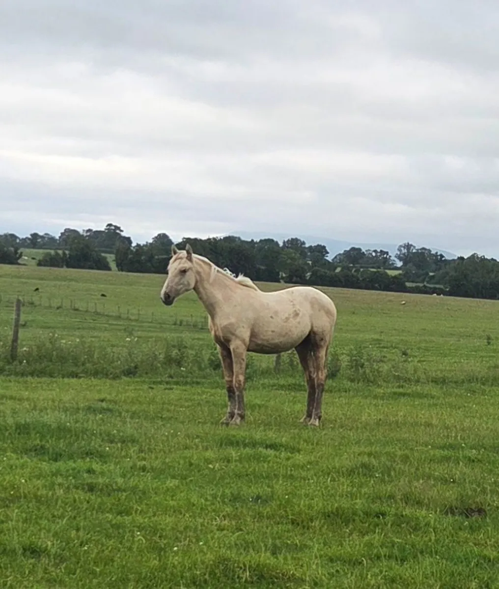 Palomino Irish Draught going to Drumshanbo mart - Image 4