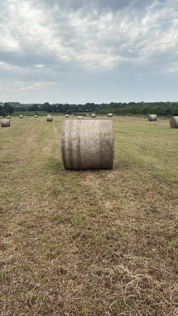 Hay for sale - Image 1