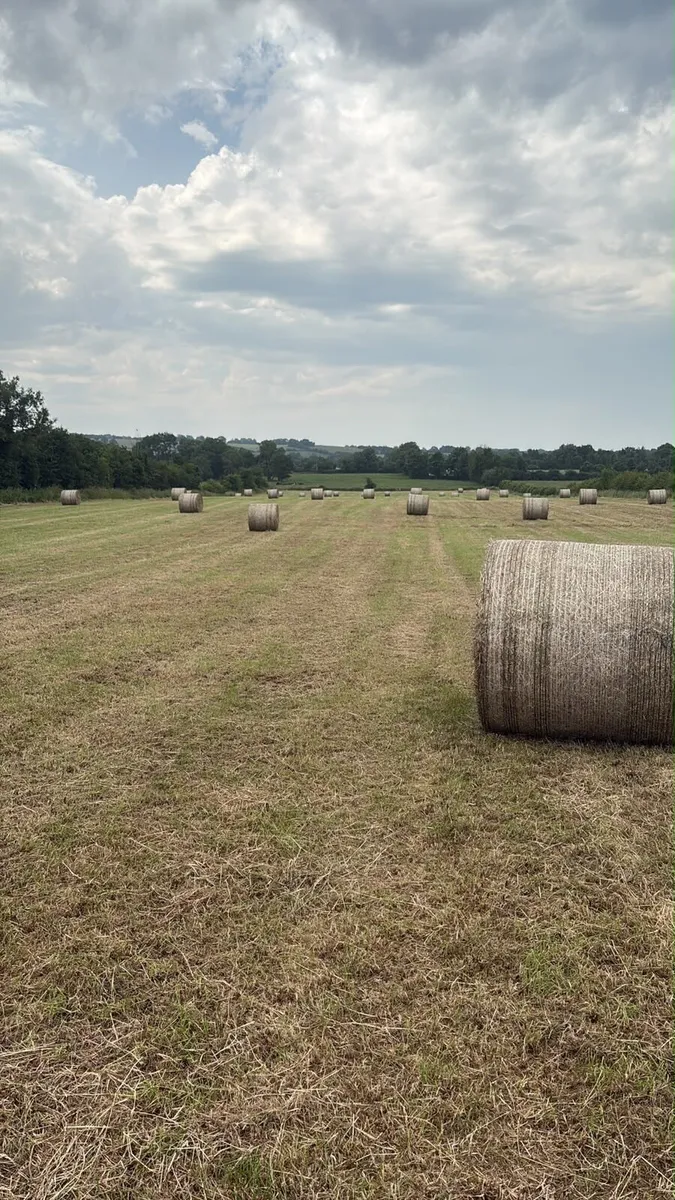 Hay for sale - Image 2
