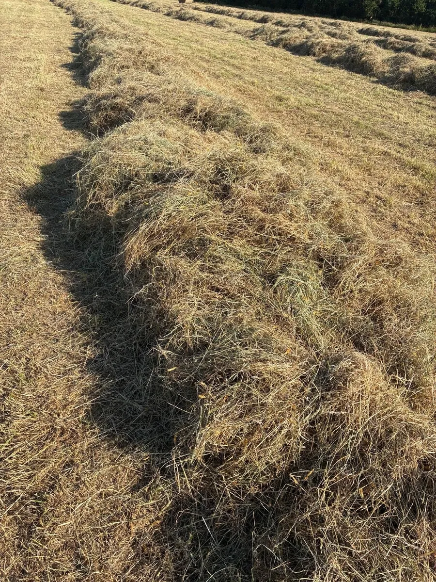 Good Quality Hay For Sale - Image 2