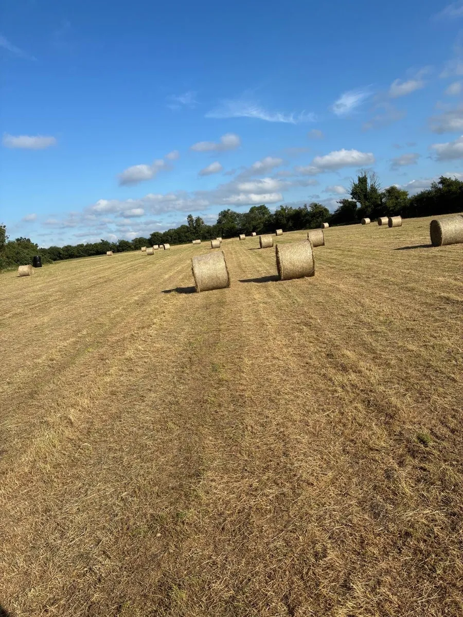 Good Quality Hay For Sale - Image 3
