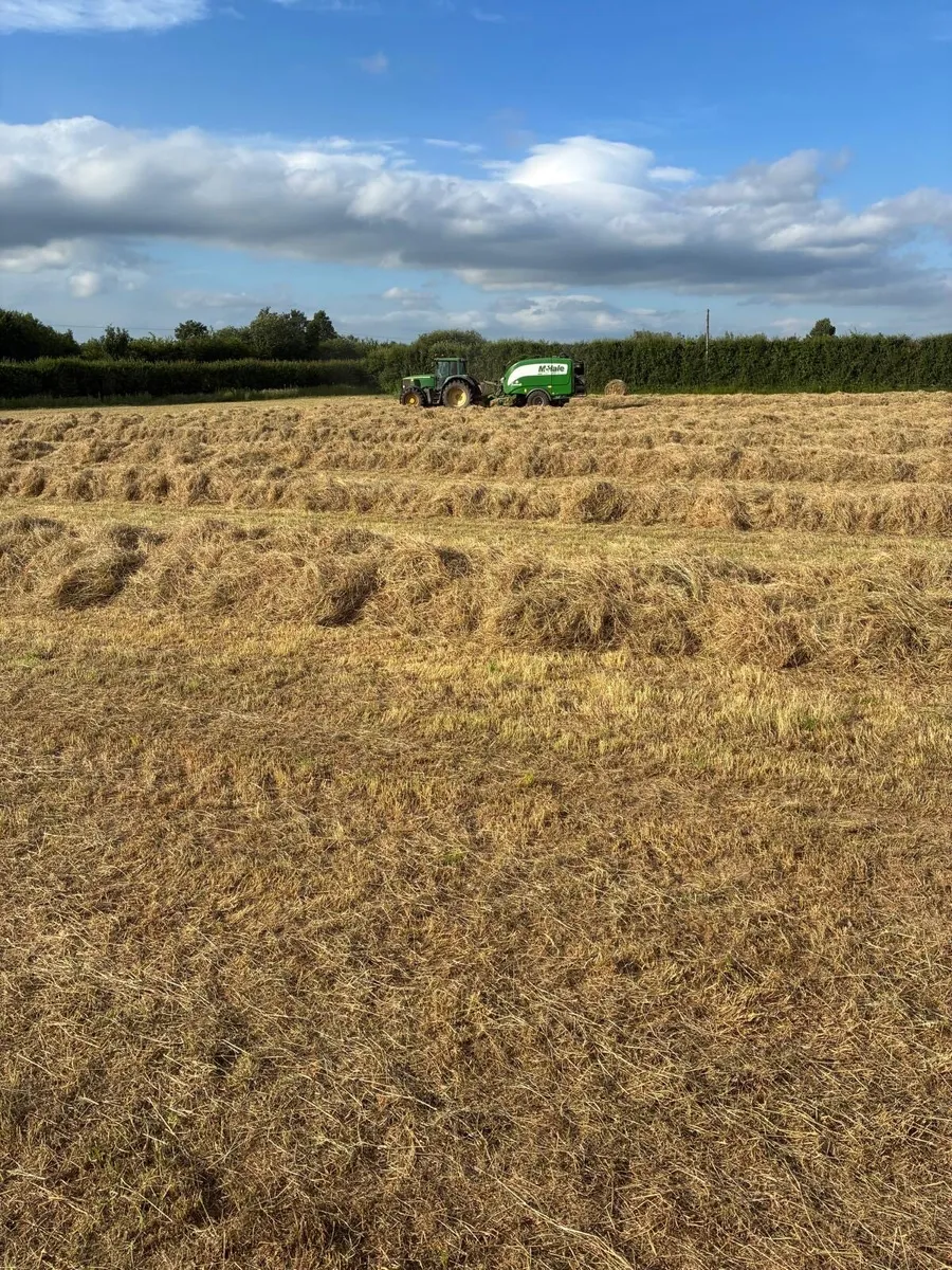 Good Quality Hay For Sale - Image 4
