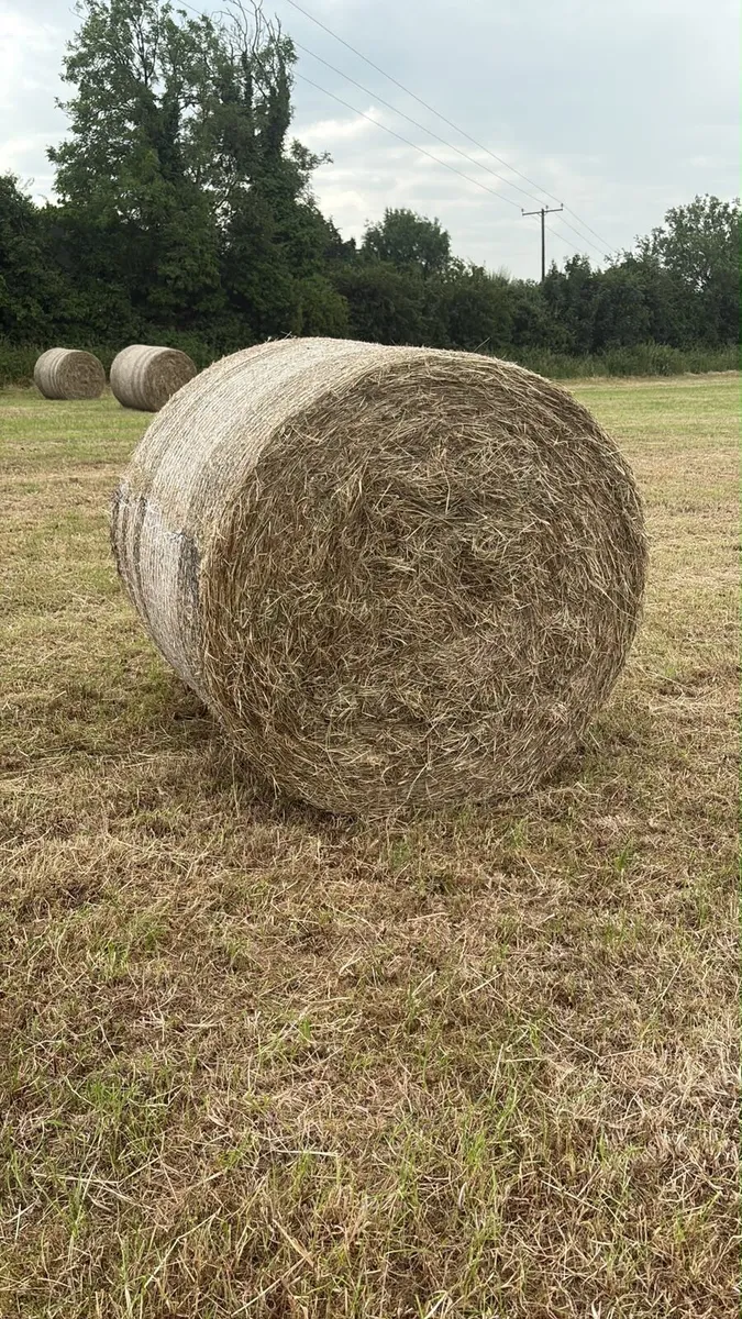 Hay for sale - Image 4