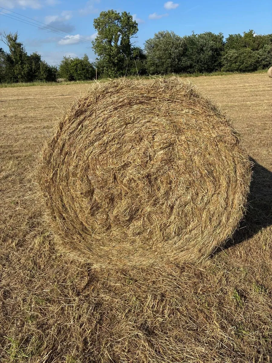Good Quality Hay For Sale - Image 1