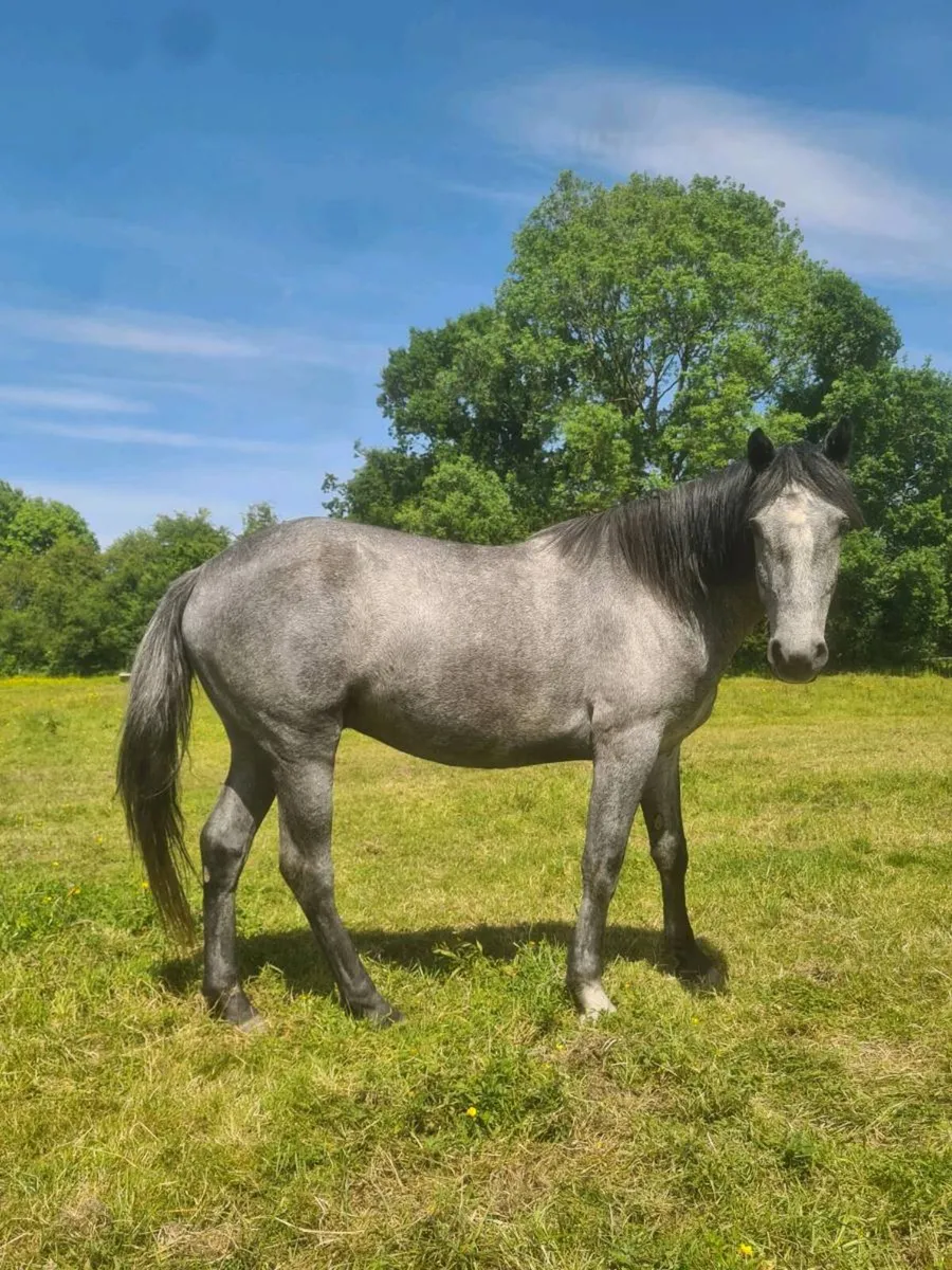 🇮🇪3Yr old Gelding 🇮🇪 - Image 4