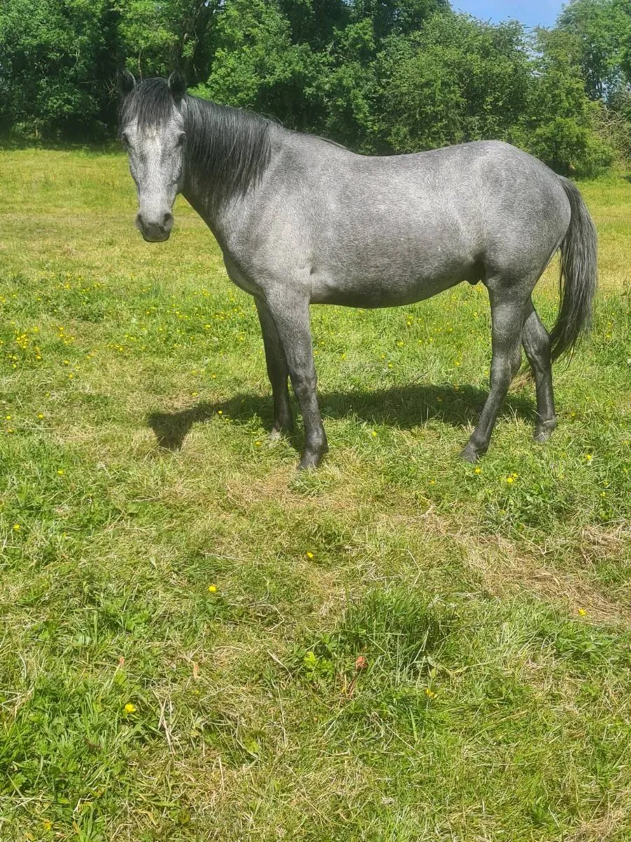 🇮🇪3Yr old Gelding 🇮🇪 - Image 1
