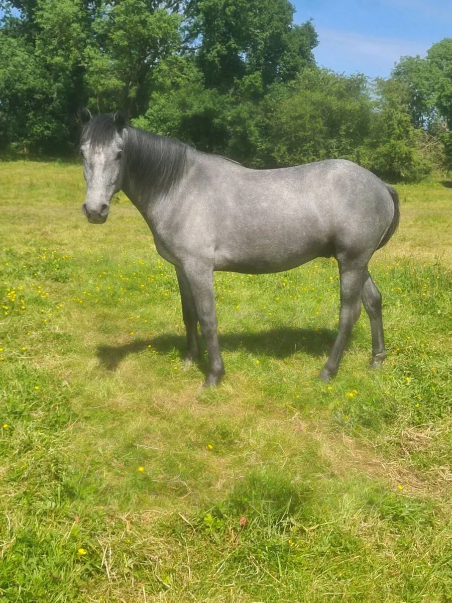 🇮🇪3Yr old Gelding 🇮🇪 - Image 2