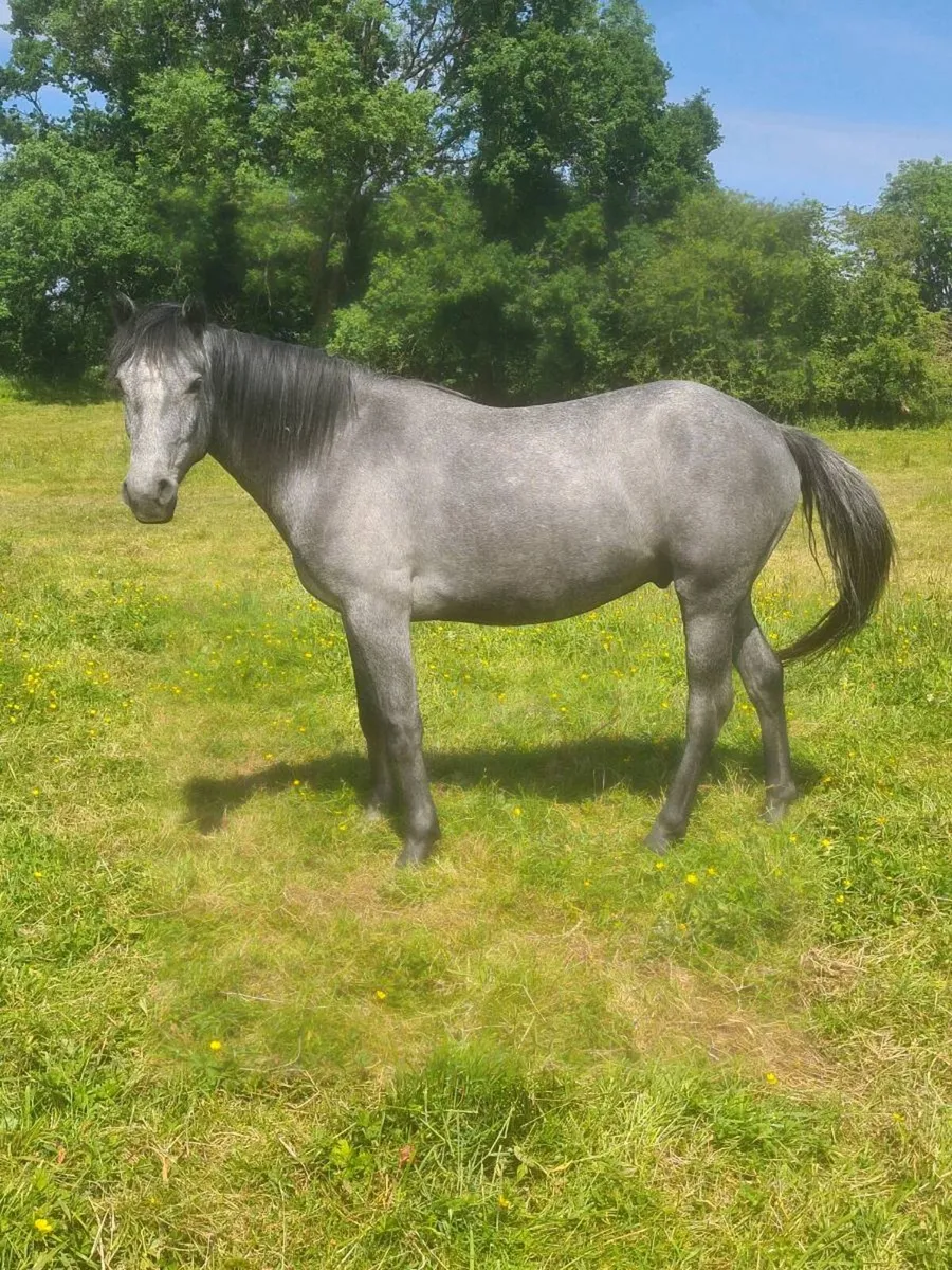 🇮🇪3Yr old Gelding 🇮🇪 - Image 3