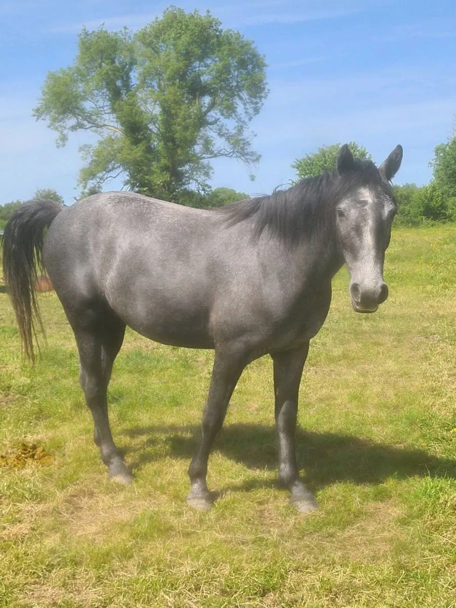 🇮🇪3Yr Old Gelding🇮🇪 - Image 1