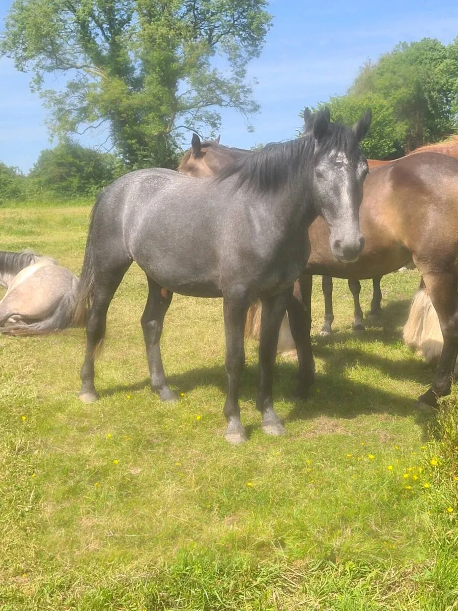🇮🇪3Yr Old Gelding🇮🇪 - Image 2