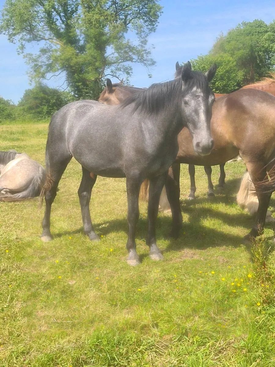 🇮🇪3Yr Old Gelding🇮🇪 - Image 3