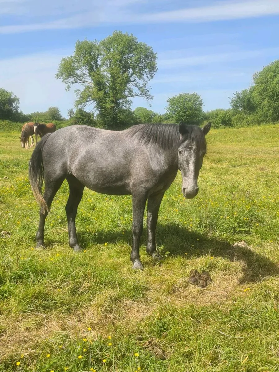 🇮🇪3Yr Old Gelding🇮🇪 - Image 4