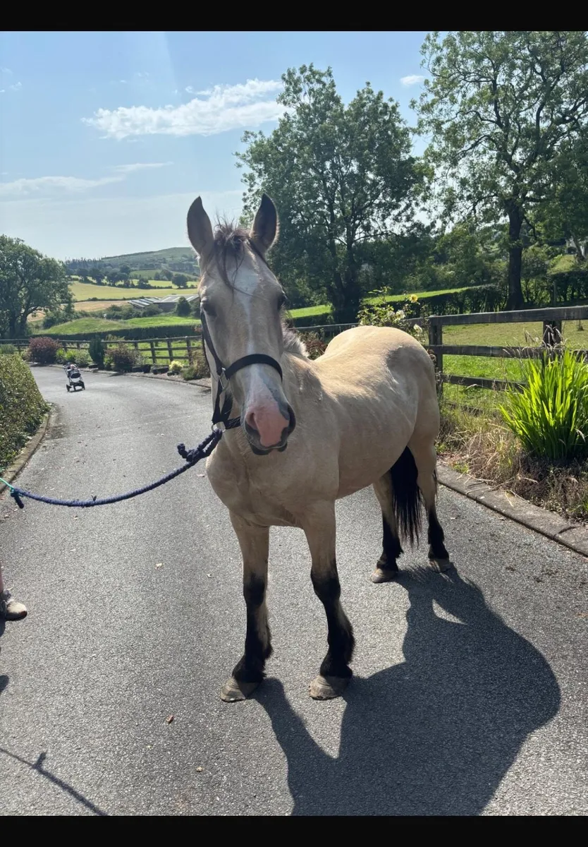 2 year old half bred Dunn gelding - Image 2